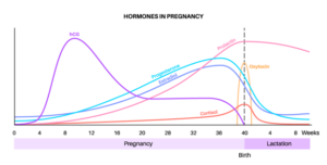 Hormone levels during pregnancy and lactation